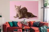 MuchoWow® Poster Katze - Hund - Rosa 180x120 cm - Produktbild-Vorschau 2