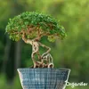 Bonsai Tekuté Hnojivo 1 L – 2-1-8 NPK – Pro Bonsai & Náhled obrázku produktu 7