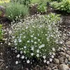 Bloomique - Zestaw 6 szt. - Gipsówka biała - Łyszczec Podgląd zdjęcia produktu 5