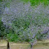 6 kusů rostlin Calamintha nepeta (malokvětá hořečka) | Náhled obrázku produktu 2