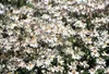 6 x  Aster divaricatus - Herbstaster - Topf 9 x 9 cm Produktbild-Vorschau 1