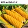 Zuckermais Golden Bantam Samen - Zea mays - Zuckermaissamen Produktbild-Vorschau 7