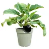 Pflanzkübel Green Basics D.27cm Grün Stein - Elho Produktbild-Vorschau 7