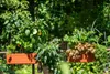 Berberis Blumenkasten Pflanzkasten mit Bewässerungssystem Produktbild-Vorschau 22
