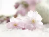 Calvendo Filigrane Mandelblüten 1000 Teile Puzzle quer Produktbild-Vorschau 2
