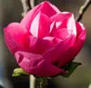 Magnolie ´WATERMELON®´ 40-50 cm, Cont. 3 l Produktbild-Vorschau 4