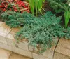 Juniperus squamata 'Blue Carpet', Blauer Teppichwacholder, Produktbild-Vorschau 12
