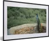 MuchoWow® MuchoWow® Gerahmtes Poster Pfau - Wand - Wald Produktbild-Vorschau 1