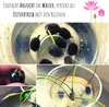 Lotus Samen winterhart (Nelumbo nucifera) - Indische Produktbild-Vorschau 4