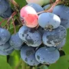 A close-up view of a cluster of blueberries on a branch, with one berry showing a pinkish hue. Produktbild-Vorschau