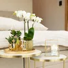 Kolibri Orchids weiße Phalaenopsis-Orchidee Amabilis Produktbild-Vorschau 5