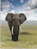 ARTland Wandbild Alu für Innen & Outdoor Elefant Größe: Produktbild-Vorschau 2