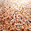karton-billiger 25 kg Weizen Futterweizen Geflügelfutter Produktbild-Vorschau 2
