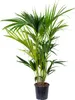 Bloomique - Howea Forsteriana - Palmier Kentia - Plantes Voir les images du produit 1