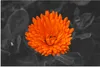 MuchoWow® Poster Blumen - Orange - Schwarz - Weiß 90x60 cm Produktbild-Vorschau 1