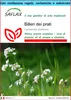 SAFLAX Set regalo - Billeri dei prati - 100 semi - Anteprima dell’immagine prodotto 1