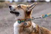 Ruffwear Crag CollarTM, Farbe:Rising Wave, Größe:M Produktbild-Vorschau 4