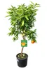 Winterharter Clementinenbaum Citrus × clementina 130–170 cm Produktbild-Vorschau 4