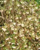 Lonicera purpusii, Wintergeißblatt, cremeweiße Blüten, Produktbild-Vorschau 4