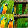 Bilder auf glas - Einteilig - Papageien Collorful Natur Produktbild-Vorschau 8