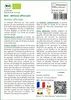 SAFLAX  -- Mélisse officinale - 1000 graines - Melissa Voir les images du produit 3
