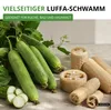Schwammgurke Luffa Samen - Luffa cylindrica - Gurkesamen - Produktbild-Vorschau 6