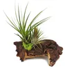 Tillandsia na kořeni mopani - L - 2 rostliny Náhled obrázku produktu 1