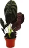Alocasia cuprea "Red Secret" Alocasia tropicale a foglia di Anteprima dell’immagine prodotto 1