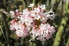 Schneeball Dawn 40-60 cm, im Topf - Viburnum bodnantense Produktbild-Vorschau 4