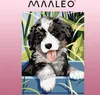 Dipinto con i numeri 40x30 cm - Cane Maaleo 22780 Anteprima dell’immagine prodotto 11
