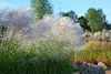 Stauden Gänge 3 x Miscanthus sinensis 'Graziella' im 1 Produktbild-Vorschau 7