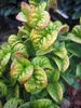 Lavendelheide - Traubenheide Curly Gold - Leucothoe Produktbild-Vorschau 3