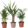 Kleine Zimmerpalmen - 3 Stk - Mini Indoor Palm Mix - Höhe Produktbild-Vorschau 1