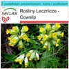 SAFLAX - Zestaw prezentowy - Cowslip - 100 Nasiona - Z Podgląd zdjęcia produktu 5