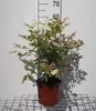 Nandina domestica - Nandina Domestica 30- 40 cm - Container Produktbild-Vorschau 1