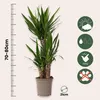 Juka - Yucca elephantipes - Wysokość 70–80 cm - ⌀21cm Podgląd zdjęcia produktu 2