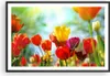 Gerahmtes Poster - Schwarzer Rahmen - Tulpe Blume Plantage Produktbild-Vorschau 1