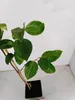 Diospyros kaki 'Fau Fau', Sharonfrucht, 2 Liter Topf, 90cm Produktbild-Vorschau 4