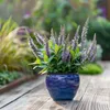 Hebe tłustolistna - 6 szt - Hebe pinguifolia - Wysokość Podgląd zdjęcia produktu 6