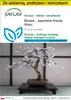 SAFLAX - Zestaw do uprawy - Bonsai - Japońskie Kwiaty Wiśni Podgląd zdjęcia produktu 1