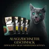 A grey cat is licking its lips in front of several pouches of cat food. The background is dark green and black. Produktbild-Vorschau