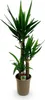 BoutiQ vert - Plante d'intérieur - Yucca elephantipes - Voir les images du produit 2