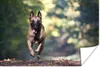 MuchoWow® Poster Sprintender Malinois-Schäferhund durch den Produktbild-Vorschau 1
