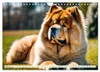 Chow Chow - le chien à tête de lion (calendrier mural 2027, Voir les images du produit 5