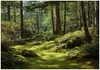 Fototapete Wald Bäume Natur - 350x250 cm - Vliestapete Produktbild-Vorschau 1