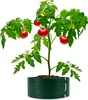 A potted tomato plant with ripe tomatoes and flowers, set against a white background. Produktbild-Vorschau