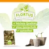 Winterkopfsalat Baquieu | Kopfsalatsamen von FLORTUS Produktbild-Vorschau 3