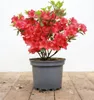 Rhododendron obtusum 'Maruschka', rot, 20–25 cm Produktbild-Vorschau 1