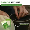 Kräutersamen Set - 10 Sorten Samen - Saatgut Sortiment - Produktbild-Vorschau 8