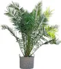Phönix Canariensis Kanarische Dattelpalme 300cm Ø50cm Produktbild-Vorschau 1